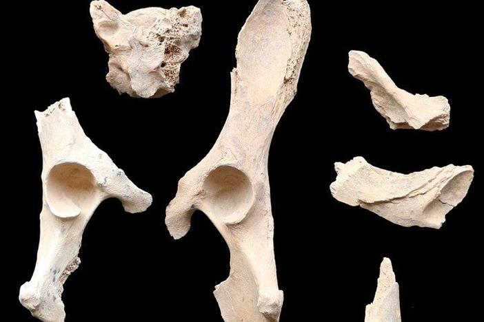 These 6,000-year-old remains found buried alongside humans are believed to be the earliest example of dog domestication on the Arabian Peninsula.