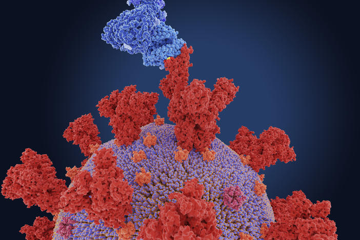 Like all viruses, the coronavirus mutates. Above: In this depiction of the the South African coronavirus variant B.1.531, the thin yellow band around the rim of indicates a mutation site. The virus spike (red) is attaching to a human cell receptor (blue).