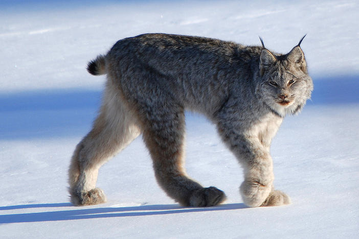 The newly sequenced Canada lynx genome has already offered hints of how the North American wildcat might adapt — or not — to climate change, researchers say.