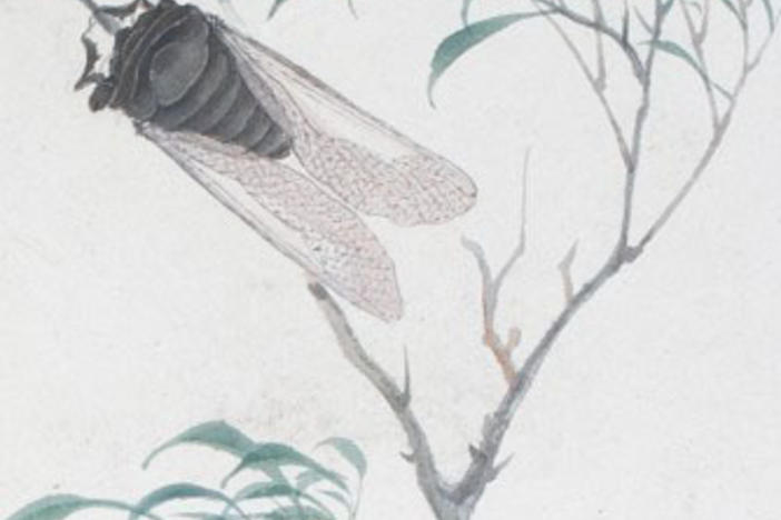 <em>Album Leaf of Flowers and Insects</em>, bequest of the Hofer Collection of the Arts of Asia, 1985.904.6