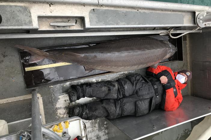 Jennifer Johnson, a member of the U.S. Fish and Wildlife Service survey crew, lies down beside a massive lake sturgeon that was pulled from the Detroit River last week. The sturgeon was tagged with a microchip and released back into the river.