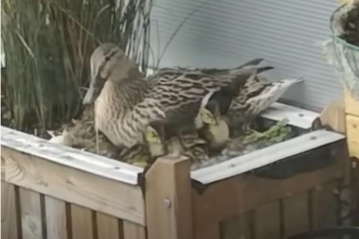 Mrs. Mallard returned to Steve Stuttard's ninth story balcony this year to lay her eggs. Stuttard kept watch and helped make sure that all 11 ducklings made it down to the water where they happily swam away with Mrs. Mallard.
