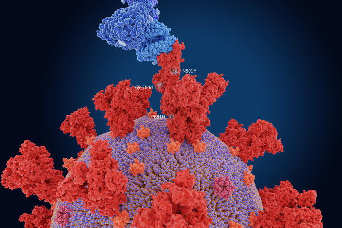 The numerals in the illustration show the main mutation sites of the B.1.1.7 variant first detected in the U.K., which is more transmissible than other variants. Here, the virus's spike protein (red) is bound to a human cell (blue).