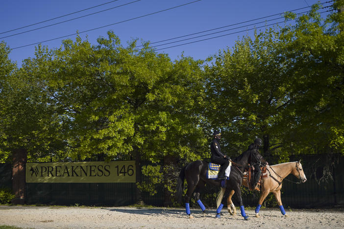 Kentucky Derby winner — for now — Medina Spirit, left, walks the track at Pimlico in Baltimore ahead of Saturday's Preakness Stakes.