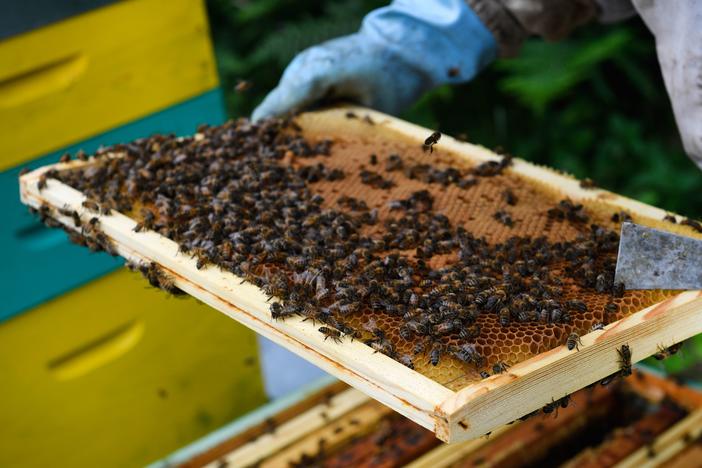 A beekeeper inspects honey frames in 2018 in Ploerdut, western France. There's been an increase in stolen beehives in 2021.