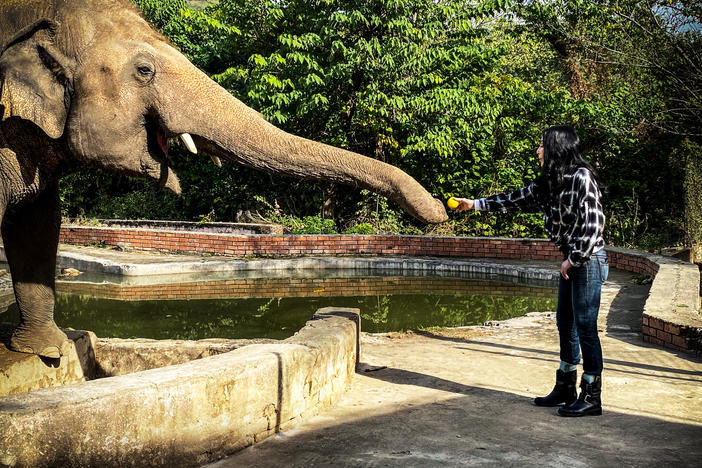 Cher with elephant Kaavan.