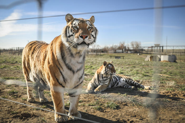 Two of the 39 tigers, seen last year in Colorado, rescued from the big-cat facility once owned by Joe Exotic and now owned by Jeffrey and Lauren Lowe.