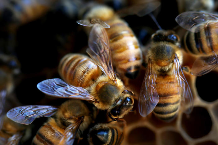 Bees are seen on a honeycomb cell at the BEE Lab hives at the University of Sydney on May 18, 2021. The U.N. has designated May 20 as World Bee Day.