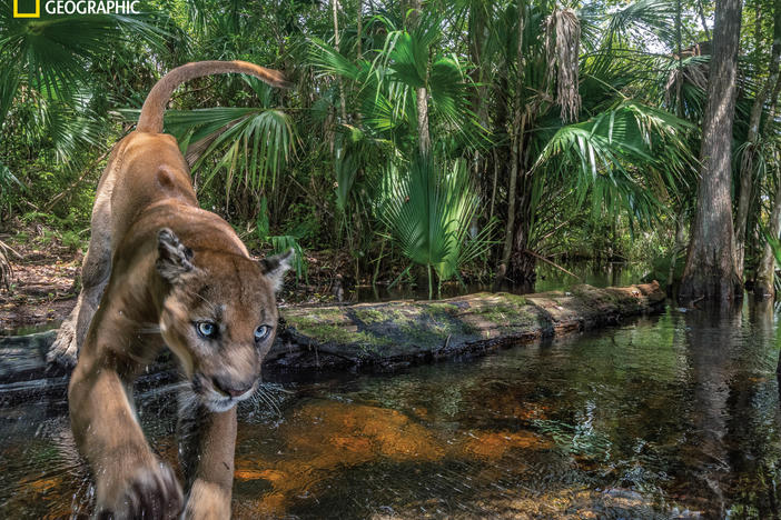 A male panther leaps over a creek at Florida Panther National Wildlife Refuge in southwestern Florida. The rarely seen cats, which number around 200, are reclaiming territory north of the Everglades, but encroaching suburban sprawl is threatening their habitat.