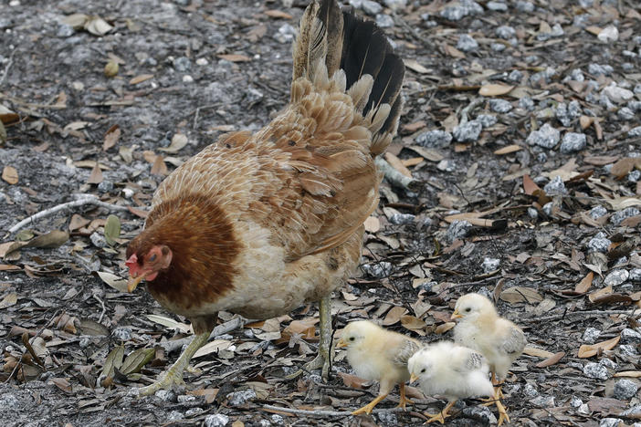 A chicken looks for food with her chicks June 3, 2020, in Tampa, Fla. The Centers for Disease Control and Prevention is warning people to refrain from snuggling with backyard poultry, citing concerns about spreading salmonella.