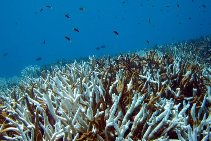 Scientists expect increasing marine heat waves to cause coral bleaching, which can result in reefs dying off.