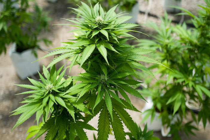 More than 30 states have medical marijuana programs — yet scientists are only allowed to use cannabis plants from one U.S. source for their research. That's set to change, as the federal government begins to add more growers to the mix.