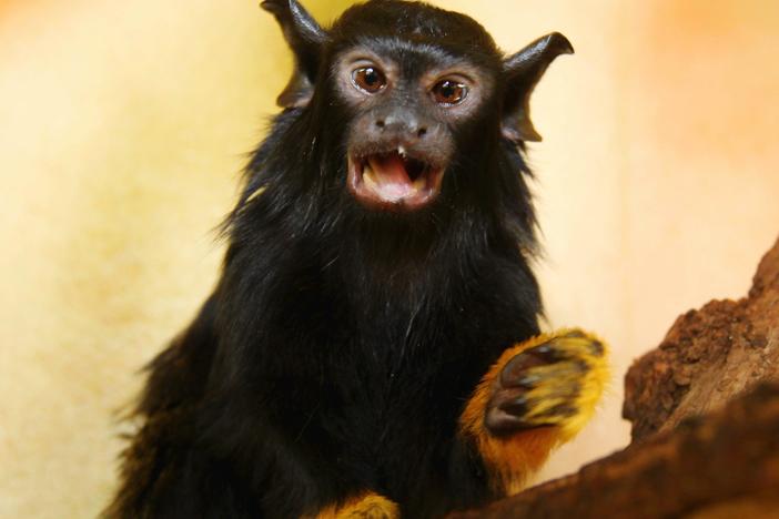 A young, red-handed tamarin monkey. Some of these monkeys are changing their vocal call to better communicate with another species of tamarin.