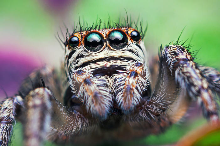 A jumping spider - Evarcha arcuata - literally hangs out at nighttime - but this was a surprise, even to a jumping spider researcher.