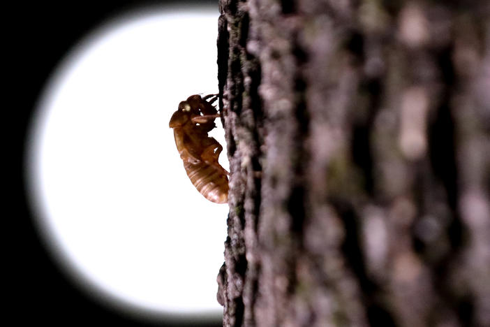 A cicada that have been living underground reemerges in Washington in May.