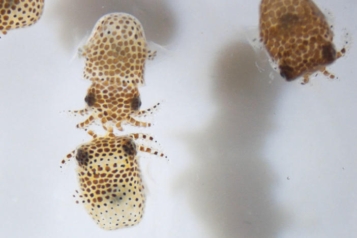 Scientists will study whether microgravity has an impact on the relationship between newly hatched bobtail squid and their symbiotic bacterium.