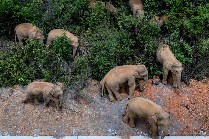 Authorities are tracking 15 wild Asian elephants in southwest China's Yunnan Province as the herd migrates north.