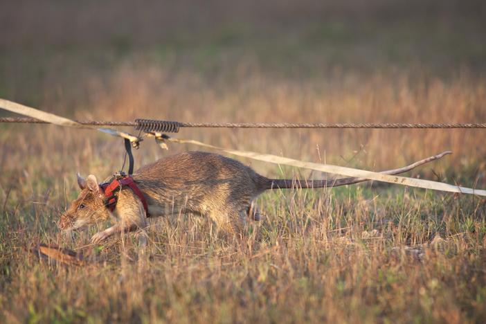 Magawa is shown here working to detect land mines, a job the animal has done for five years.