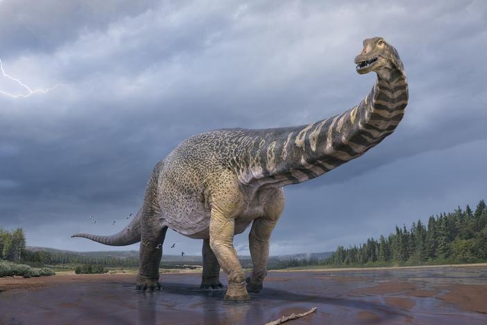 <em>Australotitan cooperensis</em> is the new species confirmed by paleontologists in Australia. It's the biggest dinosaur discovered in Australia.