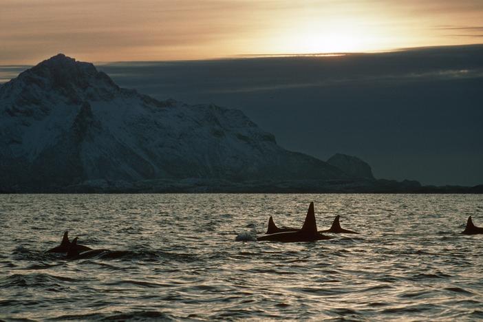 A plan to trap baleen whales in Norway and test their hearing is getting pushback from some scientists and environmentalists who say it is too risky.