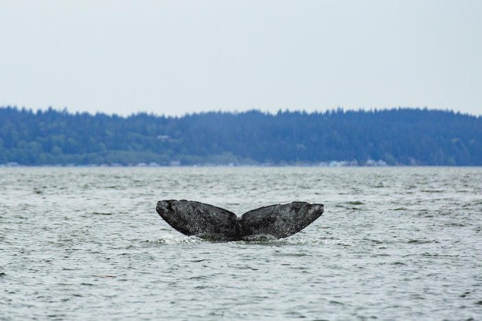 The gray whale known as Dubknuck has been coming to Puget Sound since 1991. Scientists believe a small pod of these whales has survived several die off events by developing a new feeding strategy.