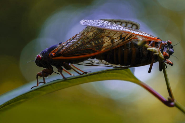 Trillions of cicadas are emerging in the U.S. Scientists say Brood X is one of the biggest for these bugs, which come out only once every 17 years.