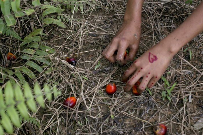 In this Nov. 13, 2017, AP file photo, a child collects palm kernels from the ground at a palm oil plantation in Sumatra, Indonesia. Indonesia is the world's largest palm oil producer.