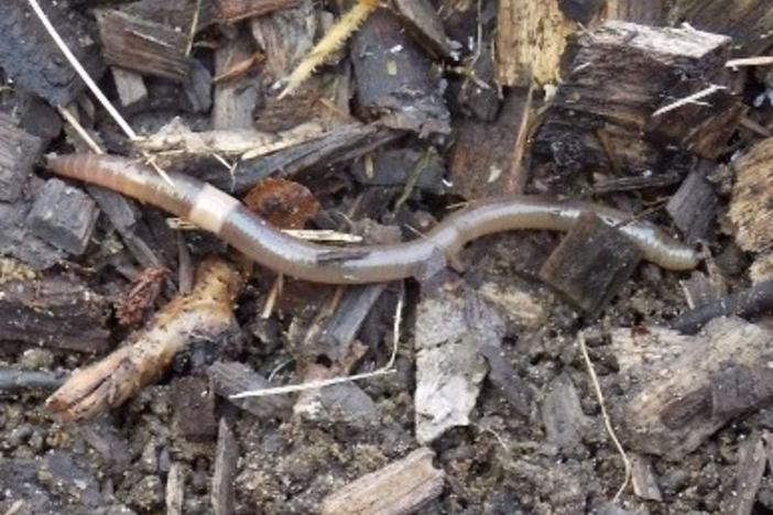 Crazy worms — an invasive species from Asia — pose a threat to forests, scientists say. The worms can thrash around so violently that they can jump out of a person's hand. They also lose their tail — on purpose.