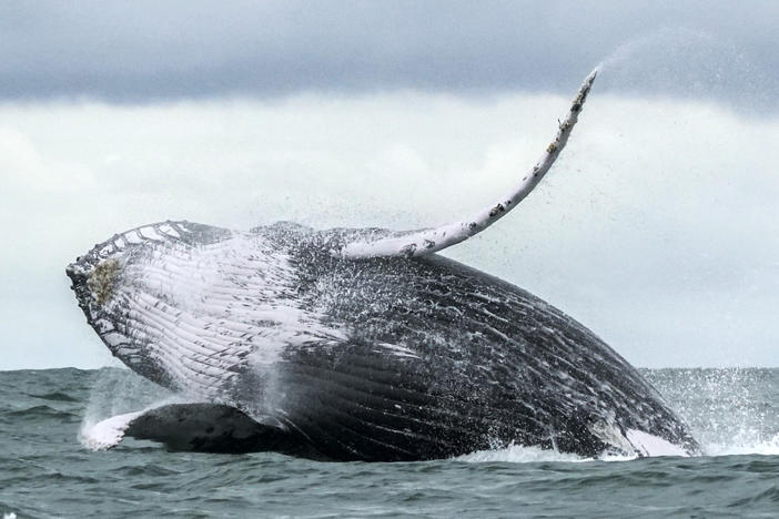 A humpback whale jumps in the surface of the Pacific Ocean at the Uramba Bahia Malaga National Natural Park in Colombia in 2018. Michael Packard says he was nearly swallowed by one such whale on Friday as he dove for lobsters off the coast of Provincetown