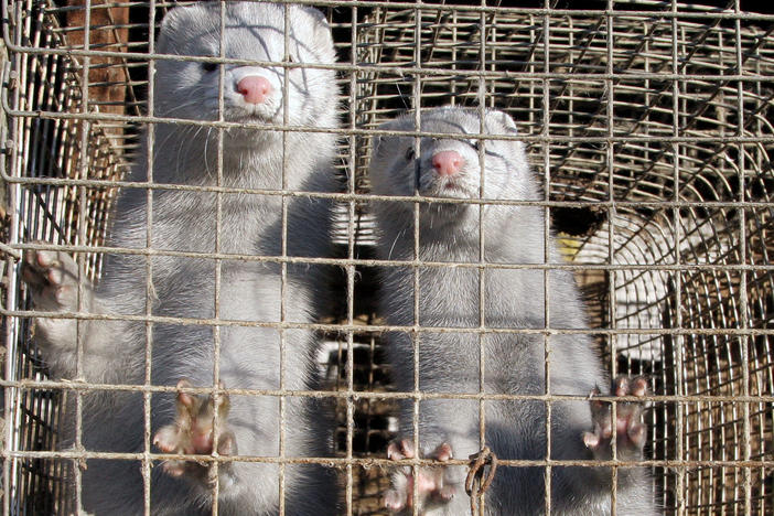 Minks in a cage at a mink farm in Pushkino, Russia, more than 20 miles from Moscow.