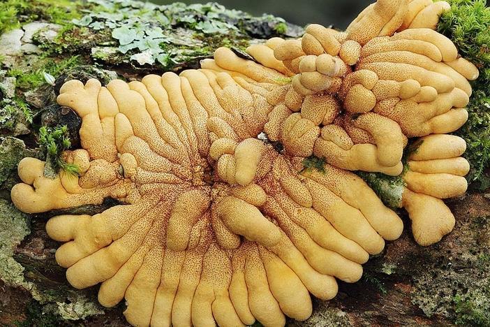 Photographer Taylor Lockwood found the rare mushroom <em>Hypocreopsis rhododendri </em>growing in the United States, a discovery that delighted scientists and mushroom devotees.