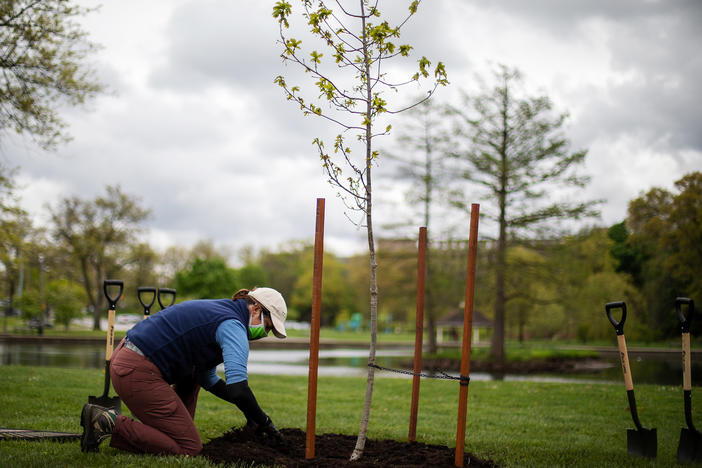 Courtney Blashka, director of community forestry & conservation at Holden Forests & Gardens, tidies up the soil around a newly planted oak tree that's a clone of the tree that Jesse Owens planted.