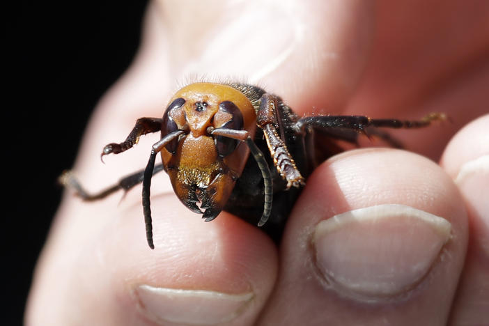 Washington State Department of Agriculture entomologist Chris Looney displays a dead Asian giant hornet, a sample sent from Japan and brought in for research last year in Blaine, Wash.