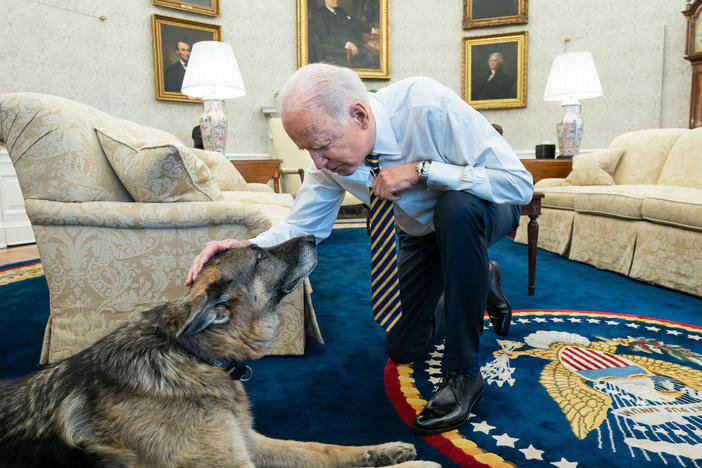 President Biden pets Biden family dog Champ in the Oval Office in February. On Saturday, Joe and Jill Biden announced that Champ had died.