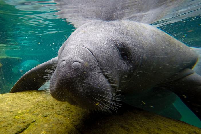 Manatees are large marine mammals native to Florida that spend their time grazing on sea grass in shallow coastal areas. Since January, recorded manatee deaths have been nearly triple that of the same period for each of the past five years.