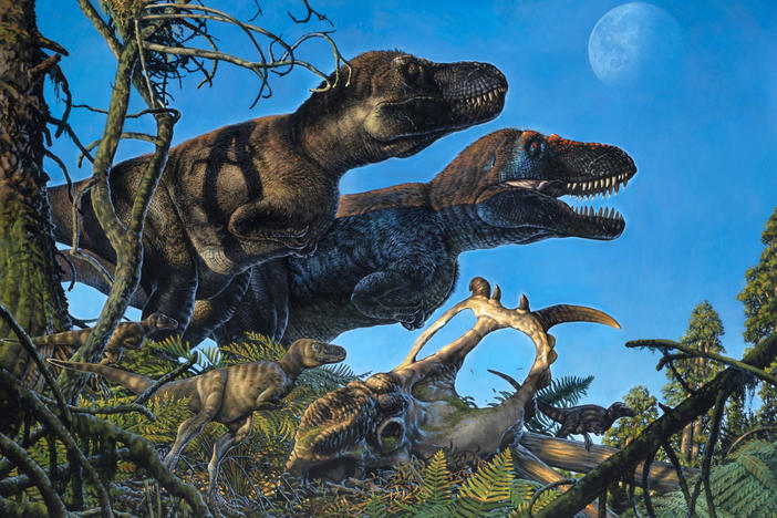 An illustration shows a pair of adult tyrannosaurs and their young living in the Arctic during the Cretaceous Period.
