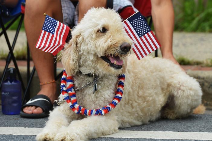 Dogs and cats can be particularly sensitive to loud noises such as fireworks. Here, a dog watches an Independence Day parade in Takoma Park, Md., in 2013.