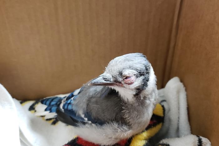 Veterinarian Belinda Burwell began receiving reports of sick songbirds in Virginia last month. This male blue jay was completely blind and was hopping in circles because of dizziness. He had to be euthanized.
