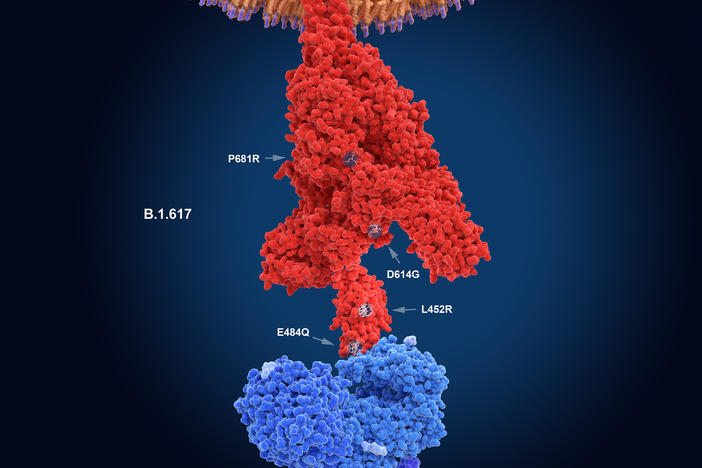 The numerals in this illustration show the main mutation sites of the delta variant of the coronavirus, which is likely the most contagious version. Here, the virus's spike protein (red) binds to a receptor on a human cell (blue).