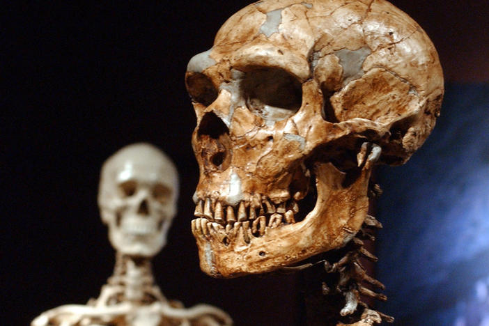 A reconstructed Neanderthal skeleton (right) and a modern-human version of a skeleton are displayed at the American Museum of Natural History in New York in 2003. A new study confirms that early humans who lived in colder places adapted to have larger bodies.