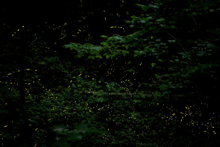 A processed image showing the lights of firefly swarms in the Smoky Mountains.