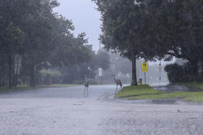 Cranes cross the road during a rainstorm from Tropical Storm Elsa, Wednesday, July 7, 2021 in Westchase, Fla. The Tampa Bay area was spared major damage as Elsa stayed off shore as it passed by. By early Friday morning, the system had made its way up the mid-Atlantic, spurring tornado warnings in Delaware and New Jersey.