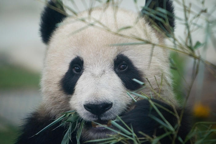 A Giant panda enjoys bamboo at the Beijing Zoo during the first day of the public display on June 5, 2008 in Beijing, China.