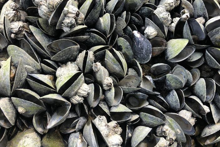 Mussels dying off at such a high rate will have a massive effect on both marine and terrestrial animals, biologists say.