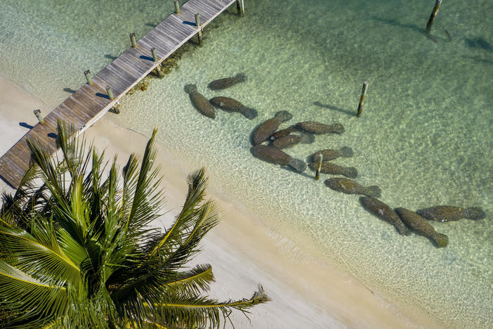 Manatees crowd together near the warm-water outflows from Florida Power & Light's plant in Riviera Beach, Fla., on Feb. 5. More manatees have died already in 2021 than in any other year in Florida's recorded history, primarily from starvation due to the loss of seagrass beds.