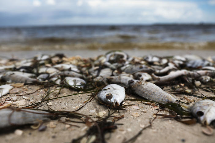 Fish are seen washed ashore at the Sanibel Causeway after dying in a red tide in 2018 in Sanibel, Florida.