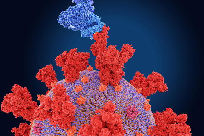 Scientists say a Belgian woman was infected with two coronavirus variants at the same time, including beta. Beta's spike protein is shown here in a scientific illustration.