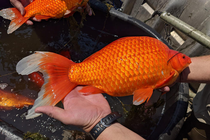 Large goldfish, released by pet owners into bodies of water, are contributing to poor water quality in some lakes and ponds in Minnesota.