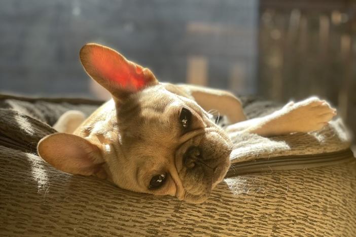 As offices reopen, workers are scrambling to adjust their pets to life outside of the home.