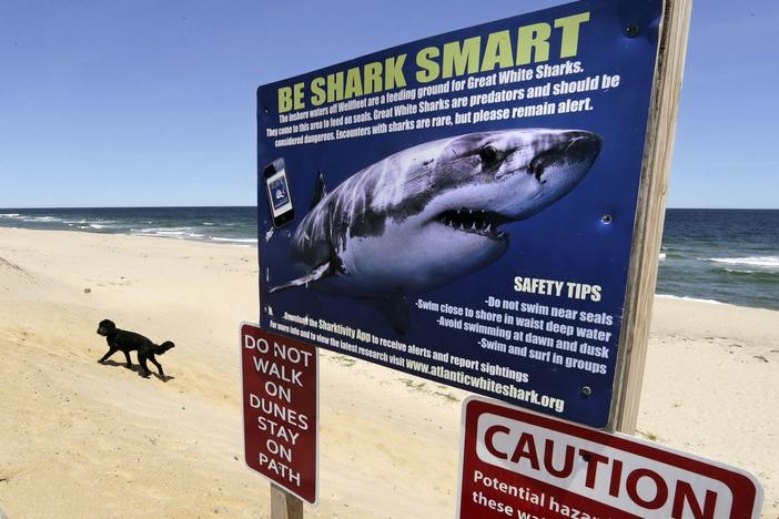 A sign at Newcomb Hollow Beach in Wellfleet, Mass., warns of sharks in 2019. Beachgoers on the other side of the world will be happy to learn they will not be attacked by sharks ... just bitten.